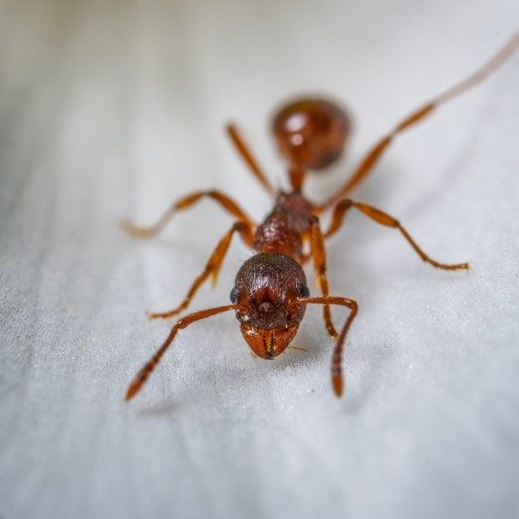 Field Ants, Pest Control in South Woodford, E18. Call Now! 020 8166 9746