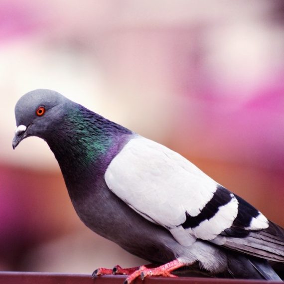 Birds, Pest Control in South Woodford, E18. Call Now! 020 8166 9746