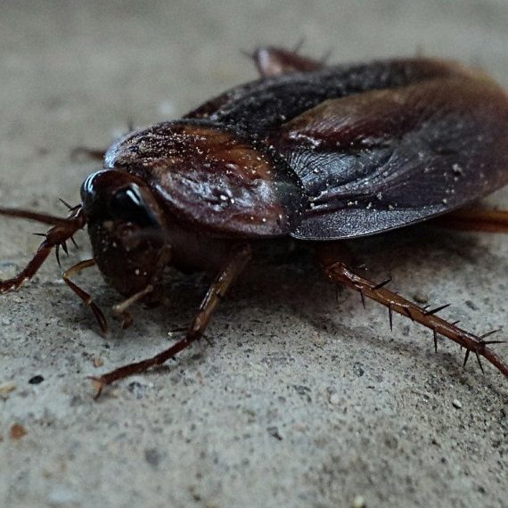 Cockroaches, Pest Control in South Woodford, E18. Call Now! 020 8166 9746