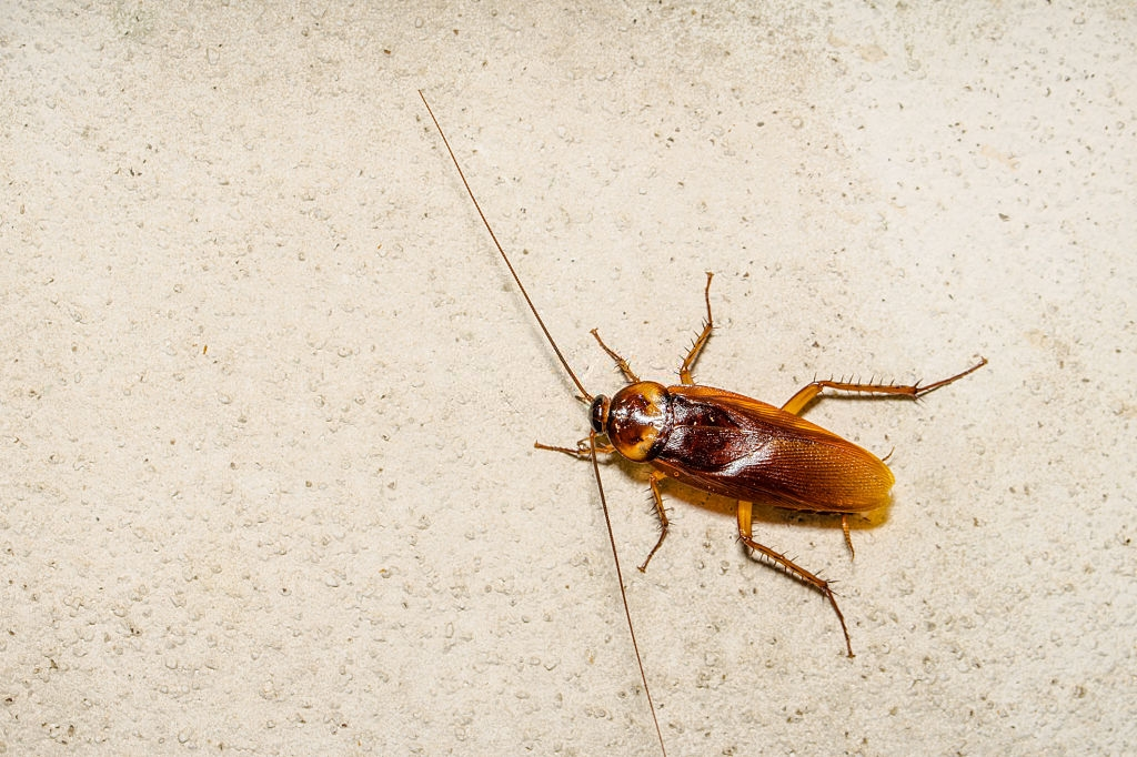 Cockroach Control, Pest Control in South Woodford, E18. Call Now 020 8166 9746