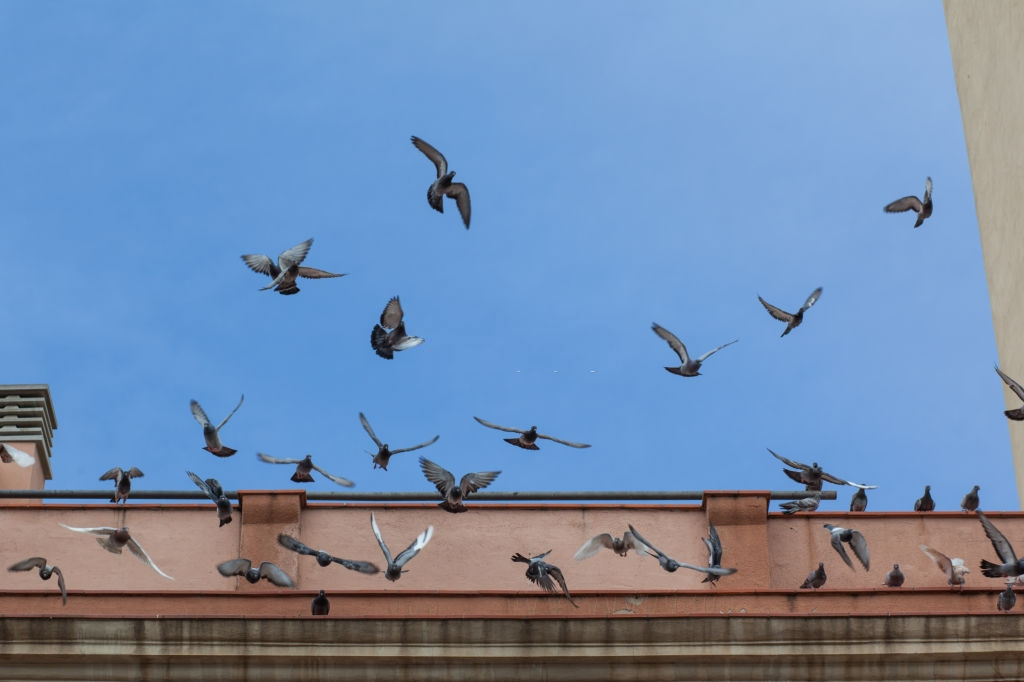 Pigeon Control, Pest Control in South Woodford, E18. Call Now 020 8166 9746