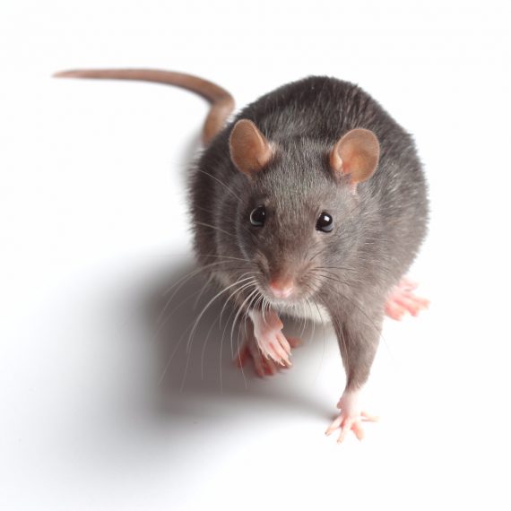 Rats, Pest Control in South Woodford, E18. Call Now! 020 8166 9746