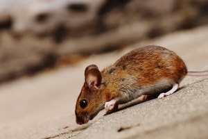 Mice Control, Pest Control in South Woodford, E18. Call Now 020 8166 9746