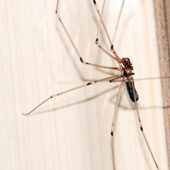 Spiders, Pest Control in South Woodford, E18. Call Now! 020 8166 9746