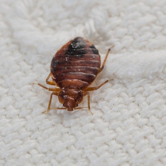 Bed Bugs, Pest Control in South Woodford, E18. Call Now! 020 8166 9746