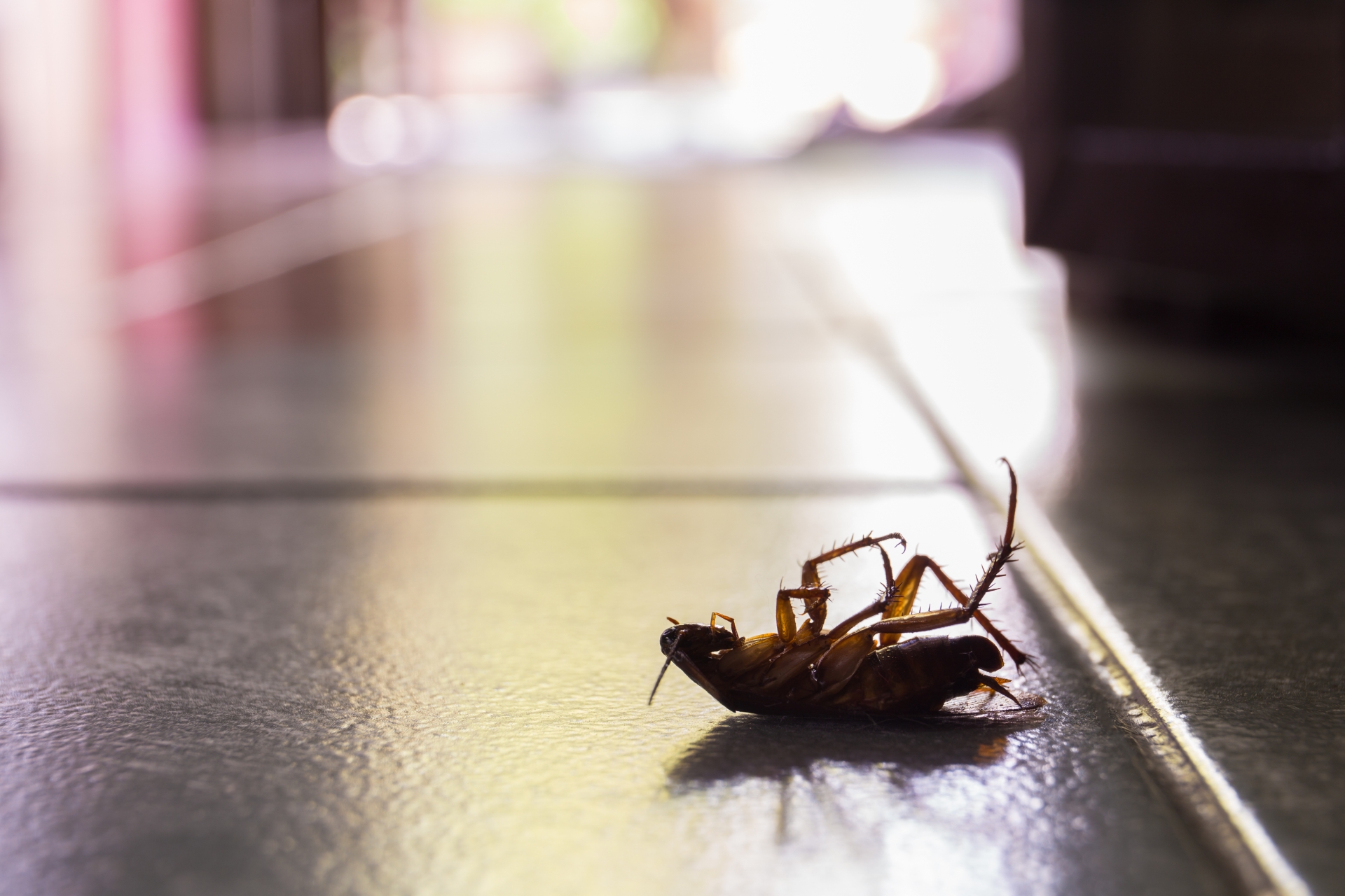 Cockroach Control, Pest Control in South Woodford, E18. Call Now 020 8166 9746