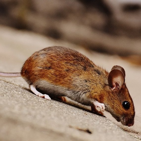 Mice, Pest Control in South Woodford, E18. Call Now! 020 8166 9746