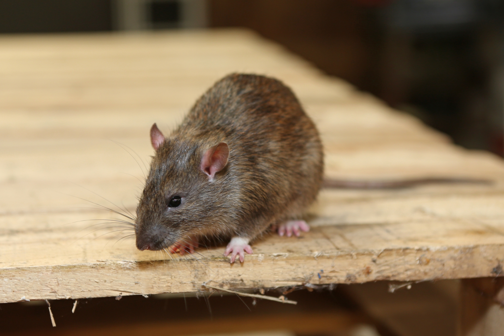 Rat Control, Pest Control in South Woodford, E18. Call Now 020 8166 9746
