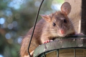 Rat Control, Pest Control in South Woodford, E18. Call Now 020 8166 9746