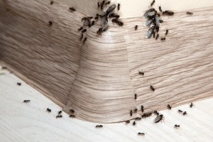 Ant Control, Pest Control in South Woodford, E18. Call Now 020 8166 9746