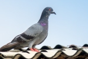 Pigeon Pest, Pest Control in South Woodford, E18. Call Now 020 8166 9746
