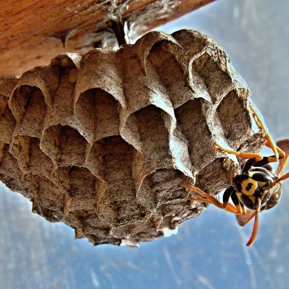 Wasps Nest, Pest Control in South Woodford, E18. Call Now! 020 8166 9746